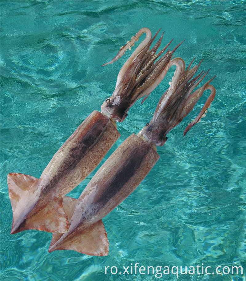 Todorodes Pacificus Todarodes Pacificus